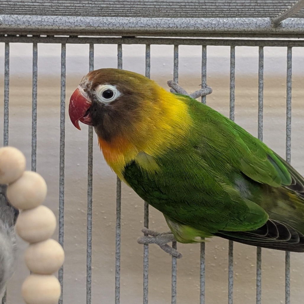 Coral - Lovebird