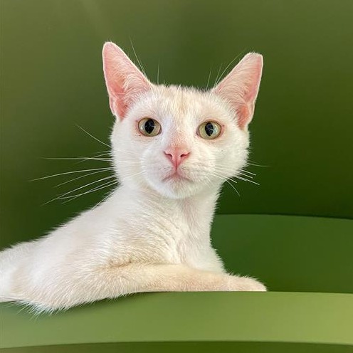 Bubbly - Domestic Shorthair