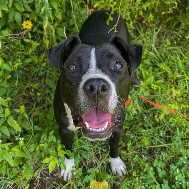 Margot - Mixed Breed (Medium)