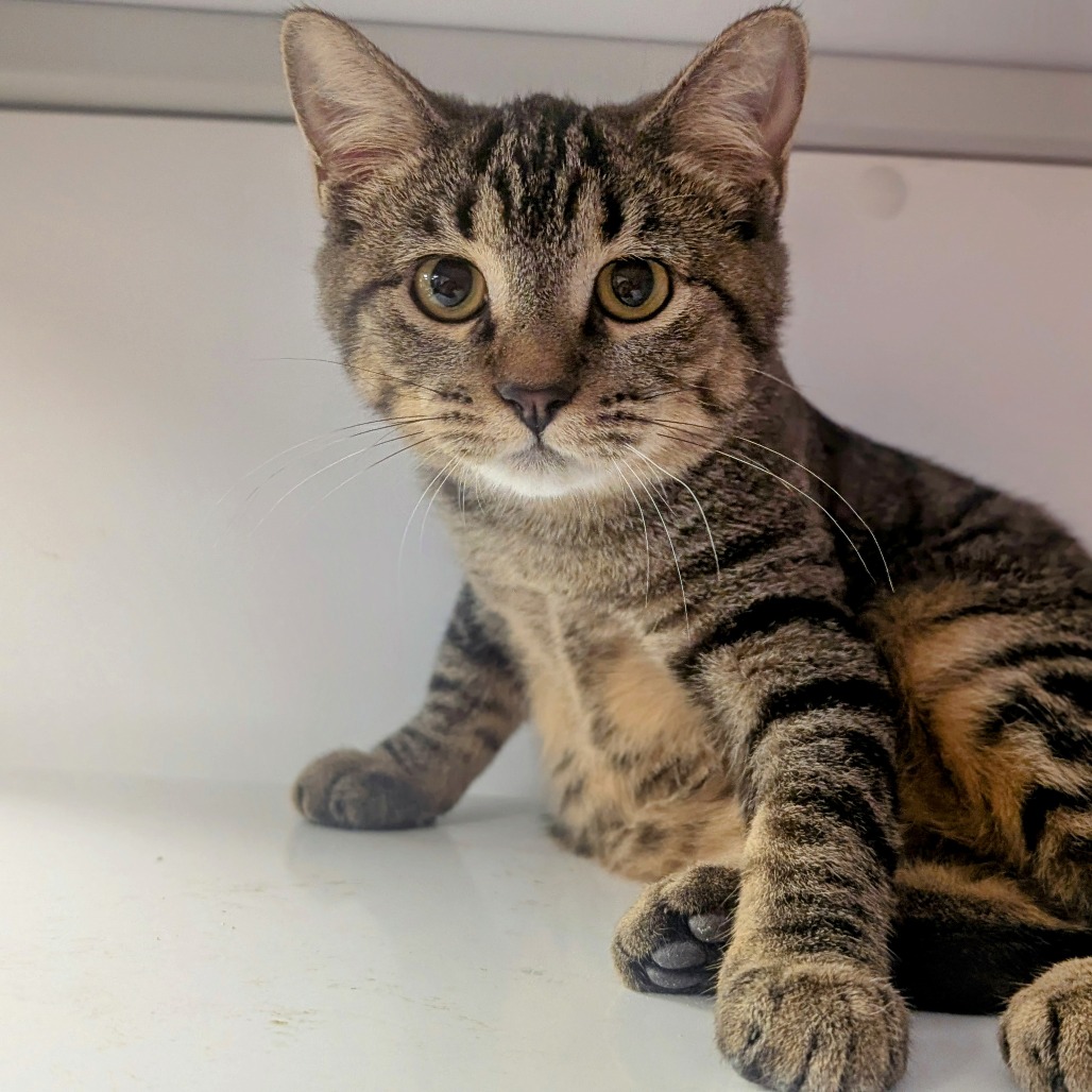 Cholula - Domestic Shorthair