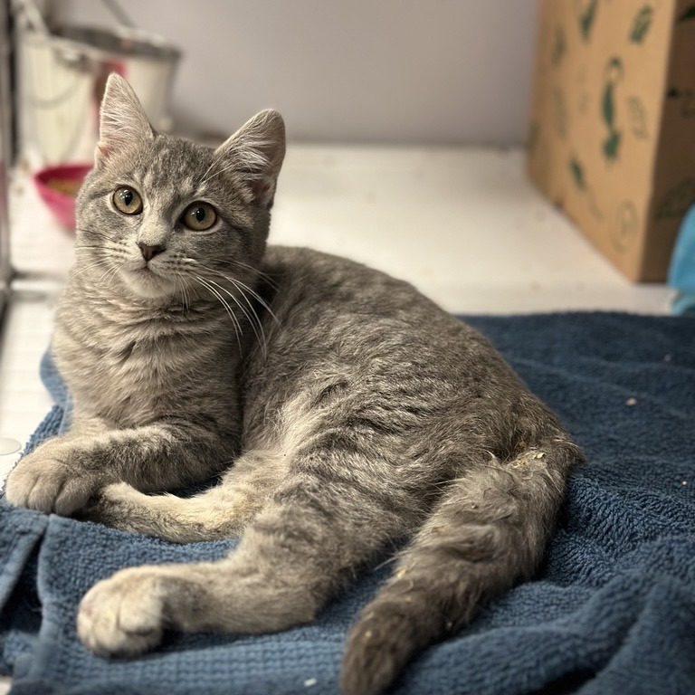 Calypso - Domestic Shorthair