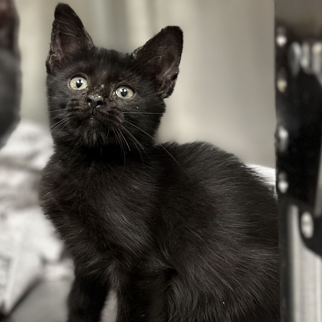 Artemis - Domestic Shorthair