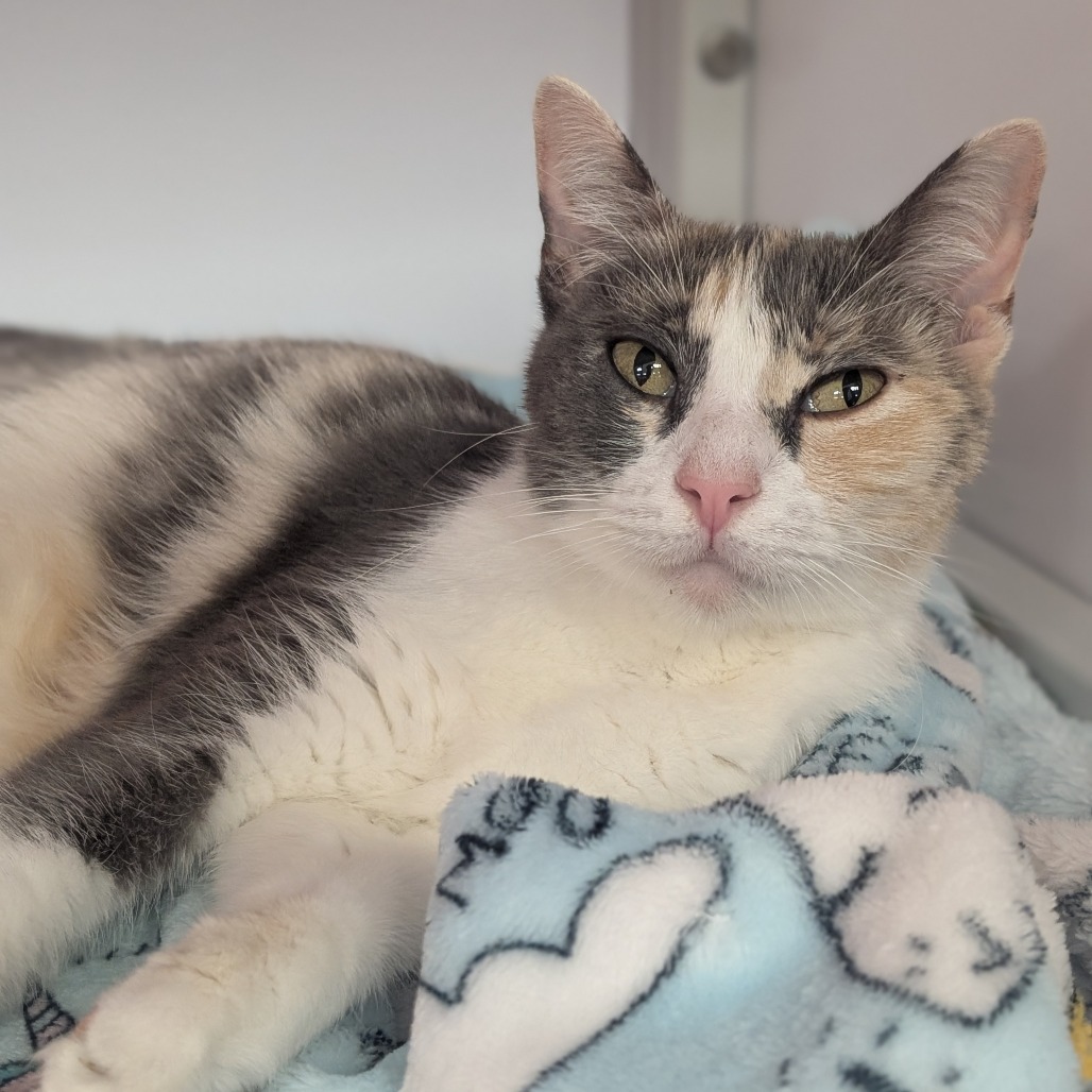 Decaf - Domestic Shorthair