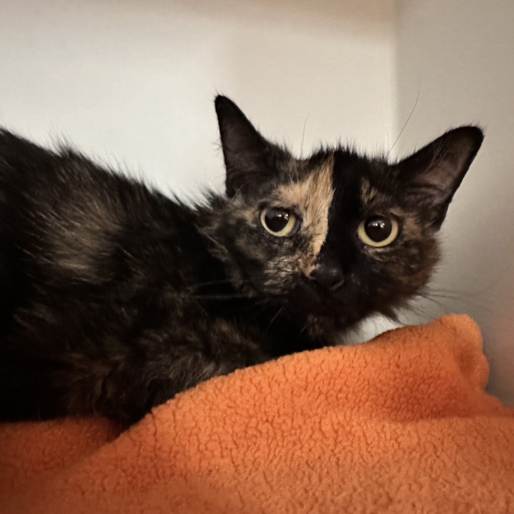 Elektra - Domestic Shorthair