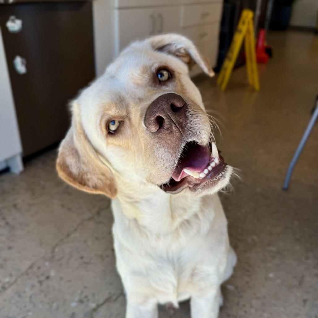 Marvin - Retriever, Labrador