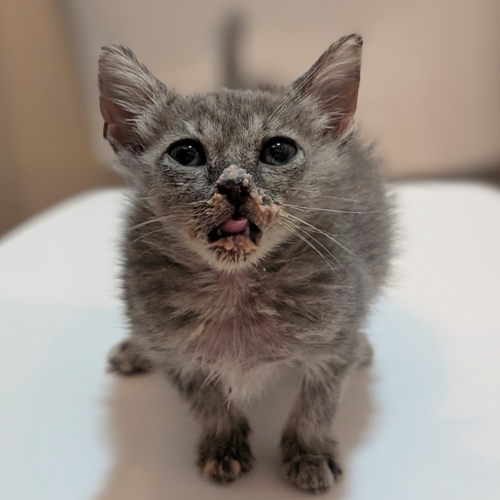 Darlene - Domestic Shorthair