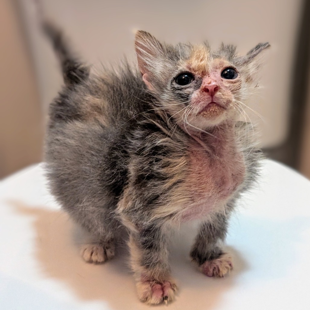 Daisy - Domestic Shorthair