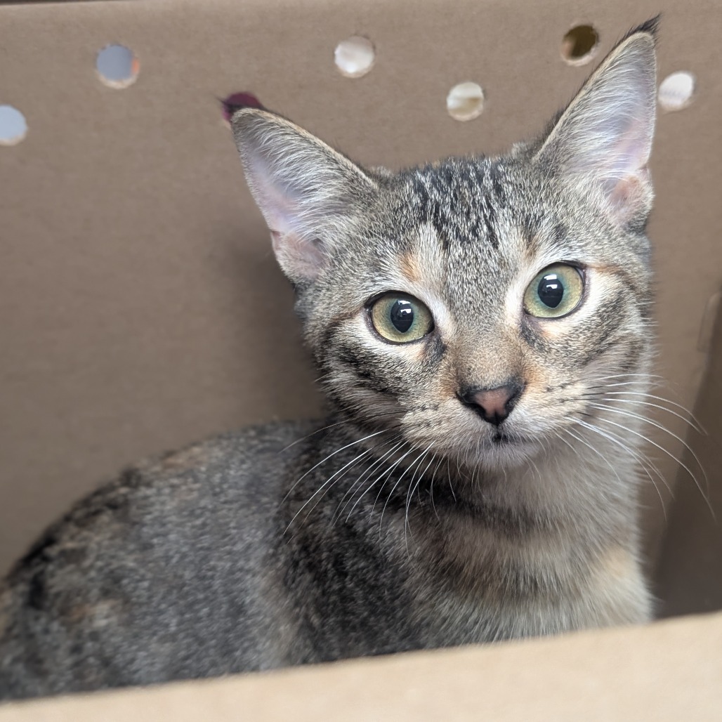 Johanna - Domestic Shorthair