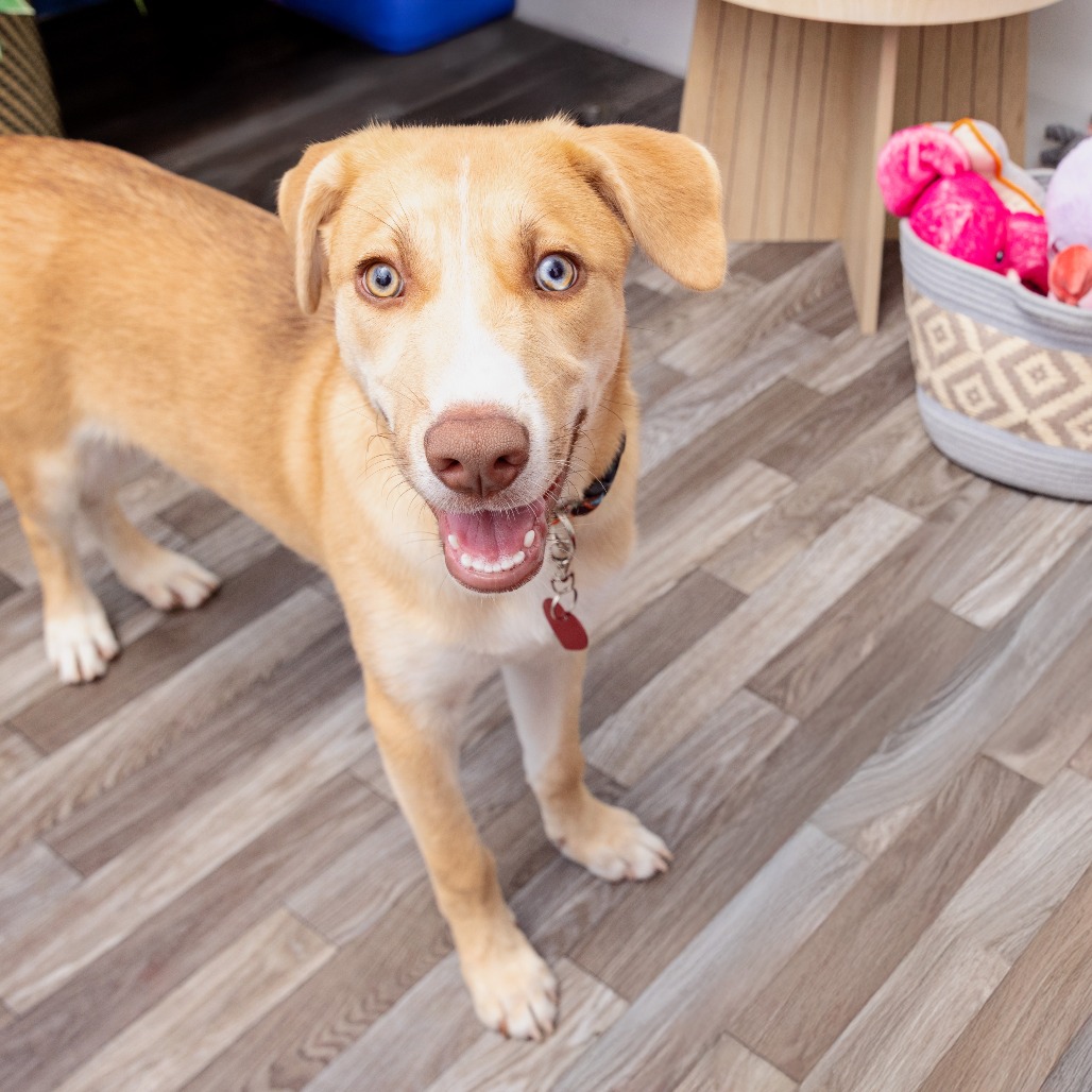 Potoo - Shepherd, German/Husky, Siberian