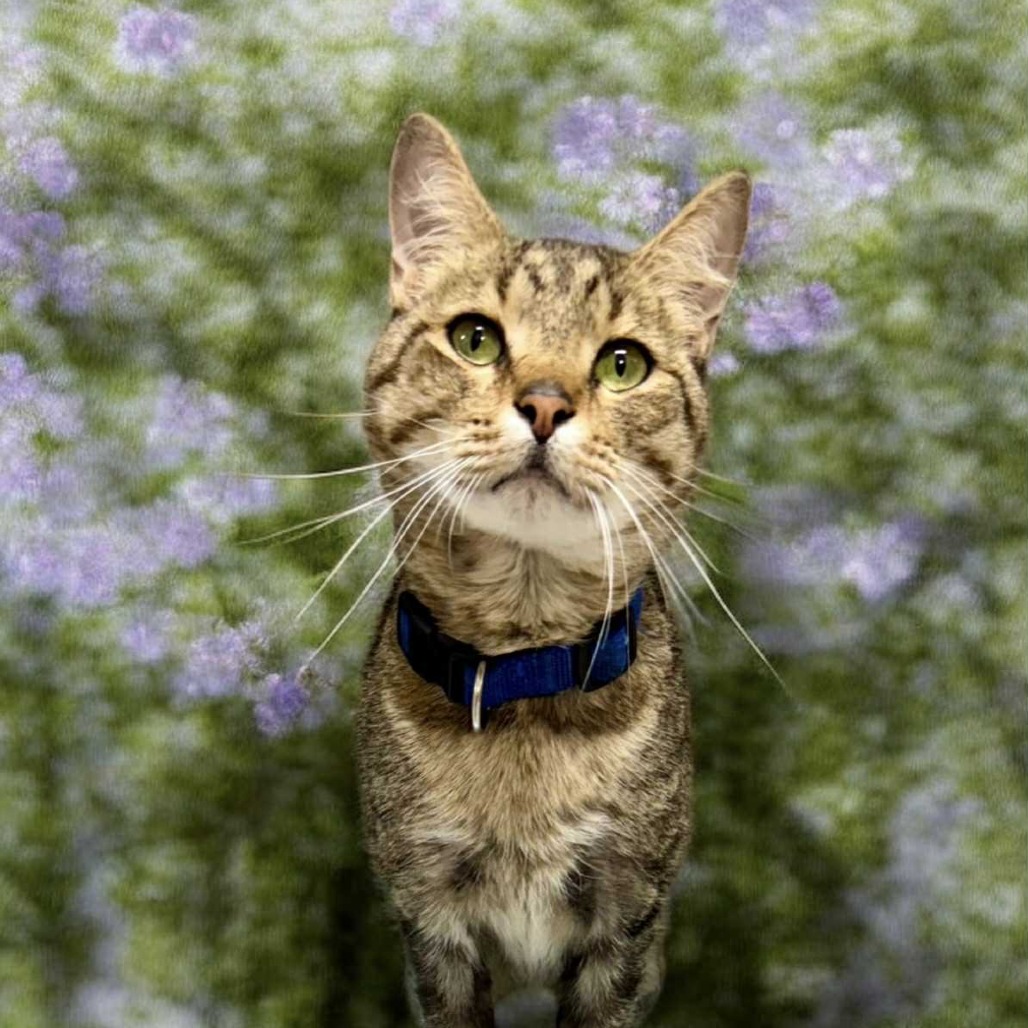 Tyr - Domestic Shorthair