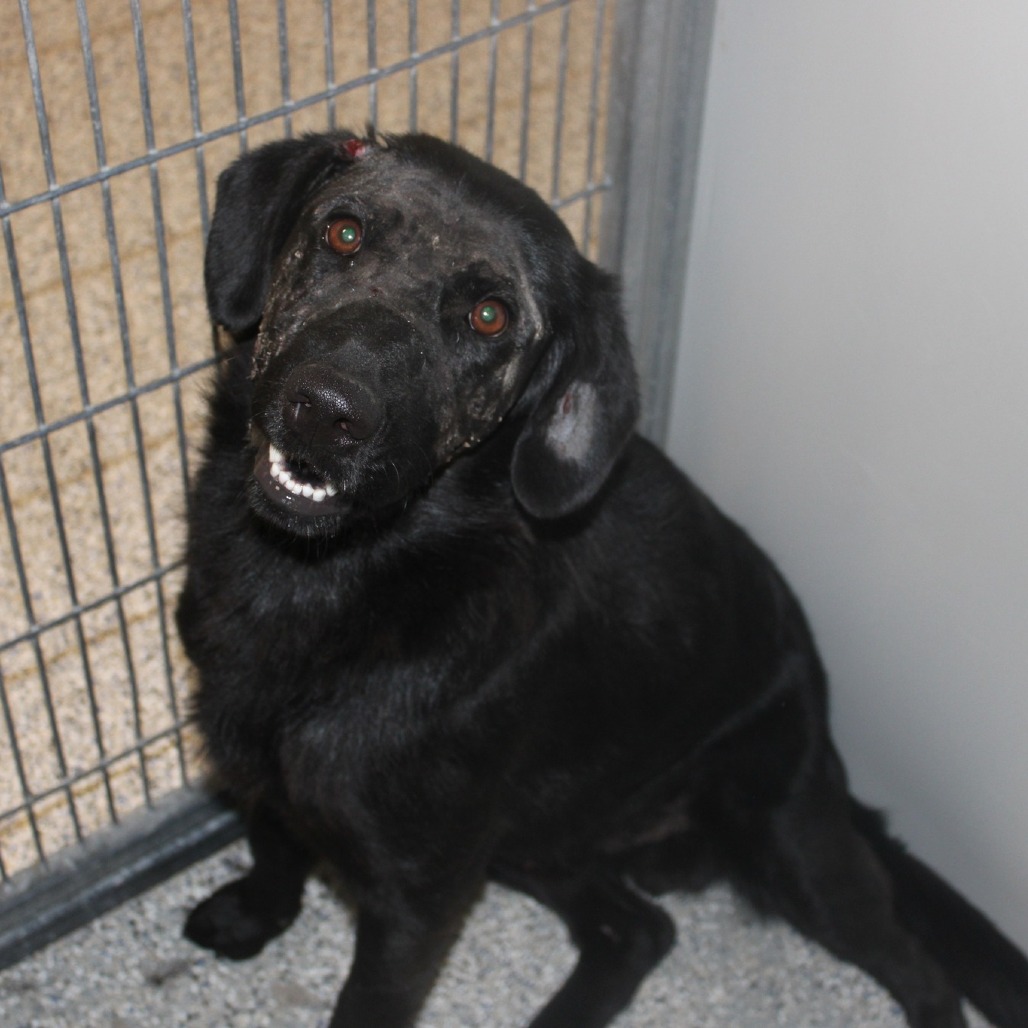 Sandwich - Mixed Breed (Medium)/Retriever, Labrador