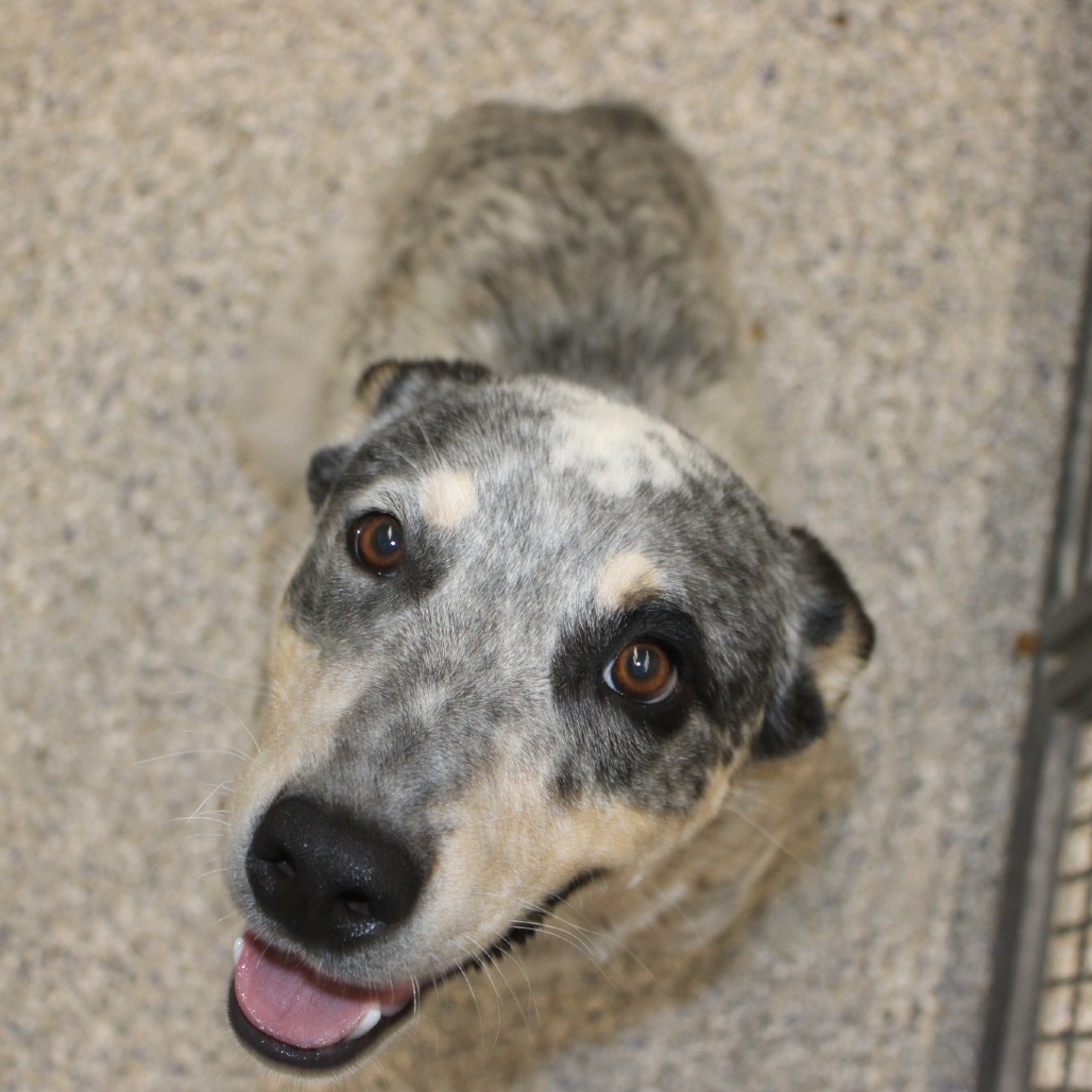 Mitchell - Mixed Breed (Medium)/American Blue Heeler