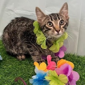 Smocky - Domestic Shorthair