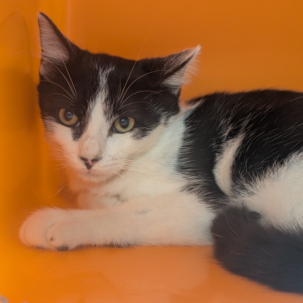 Aro - Domestic Shorthair