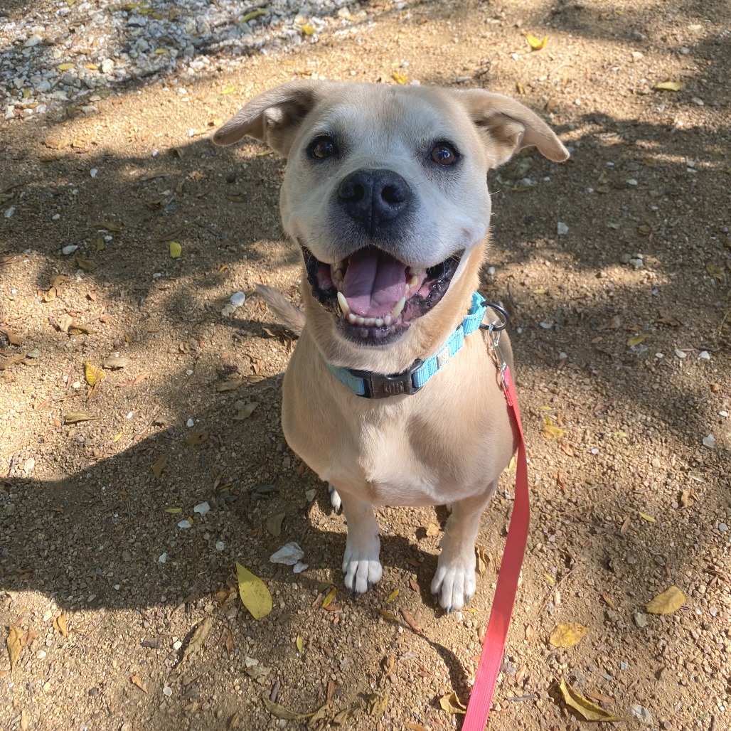 Howie - Mixed Breed (Large)