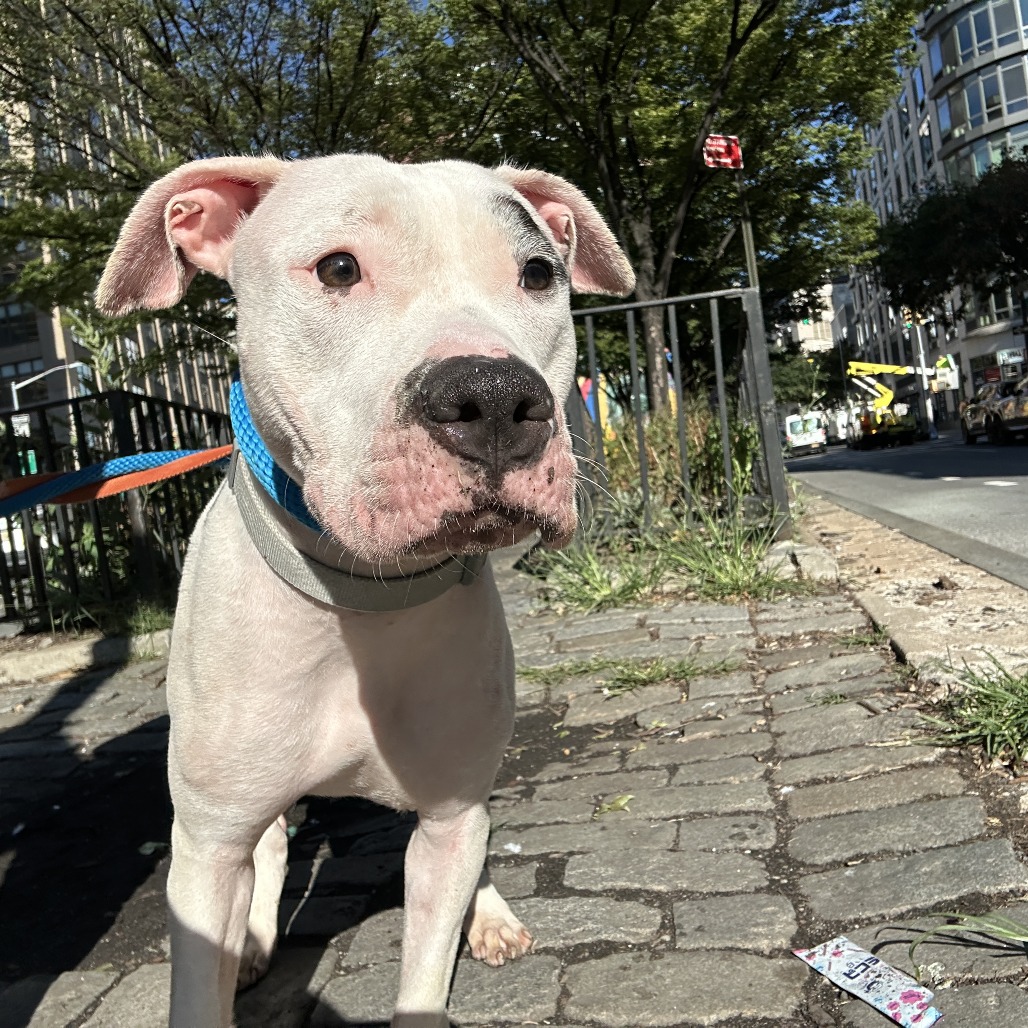 Sugar - Mixed Breed (Medium)