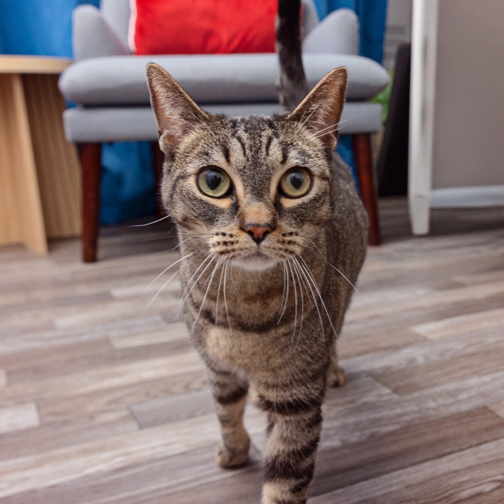 Cortana - Domestic Shorthair