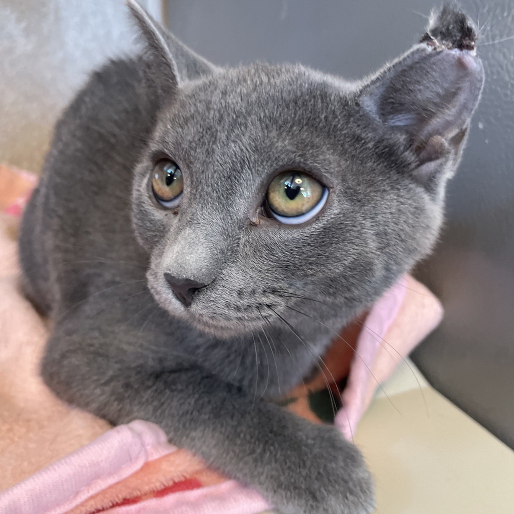 Cassie - Domestic Shorthair