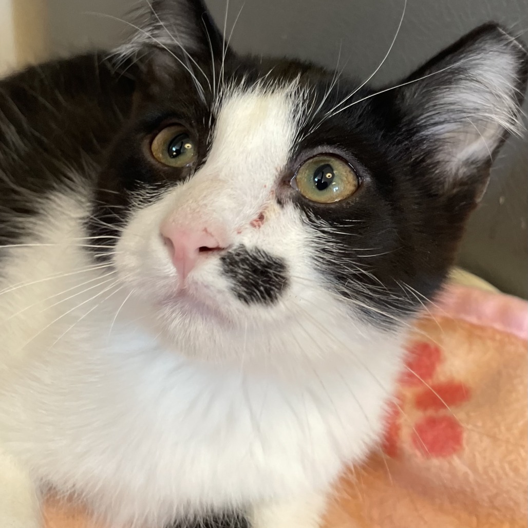 Rafe - Domestic Shorthair