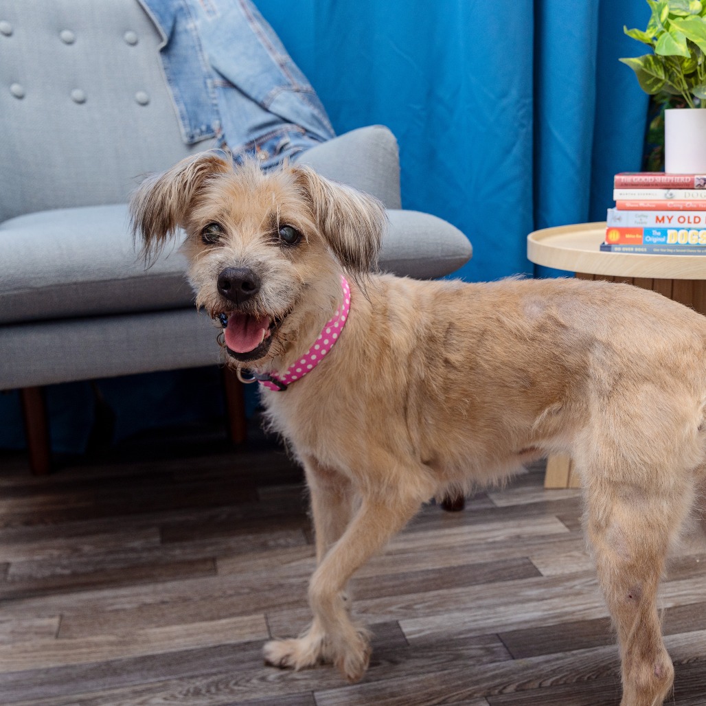 Princess Peach - Terrier/Mix