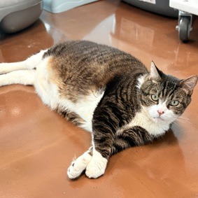 Thickems - Domestic Medium Hair