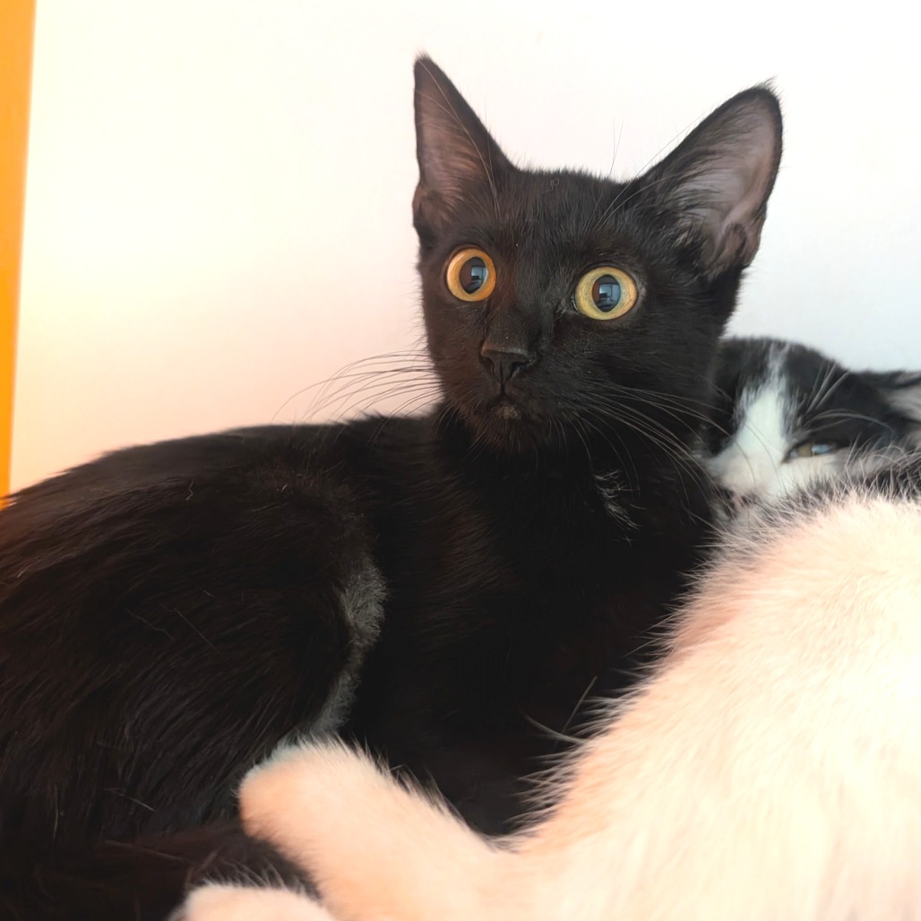 Victoria - Domestic Shorthair