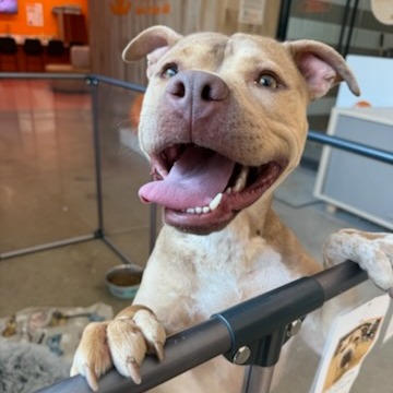 May - Mixed Breed (Large)