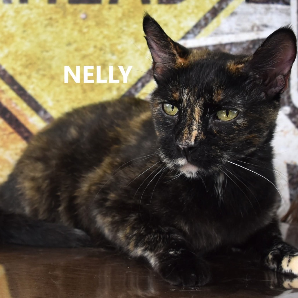 Nelly - Domestic Shorthair