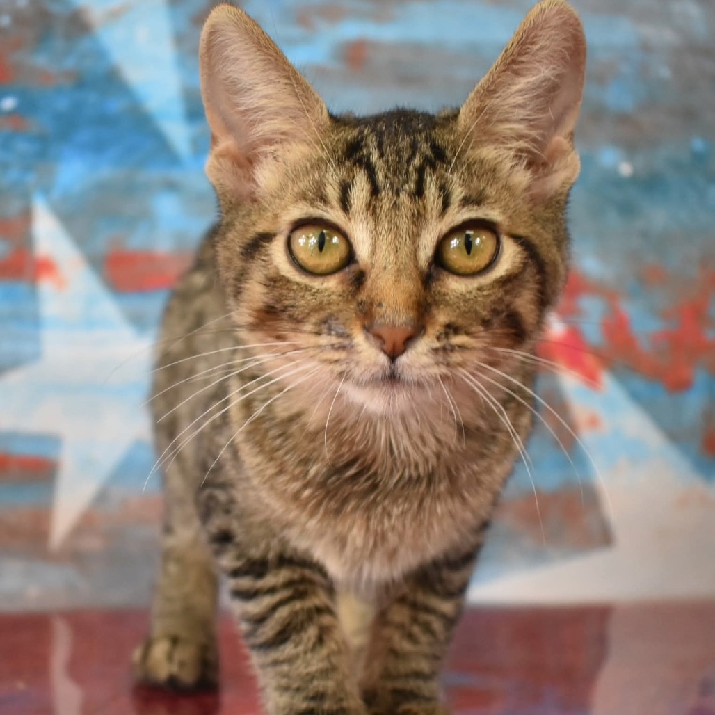 Peanut - Domestic Shorthair