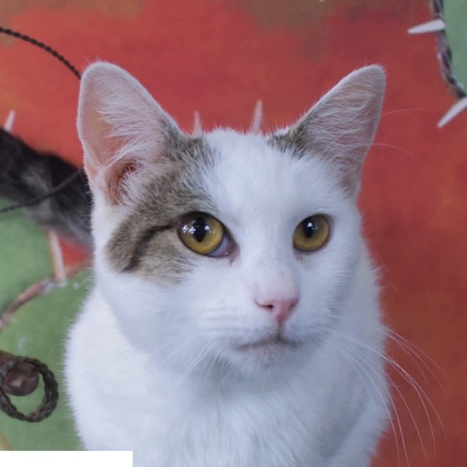 Fluttershy - Domestic Shorthair