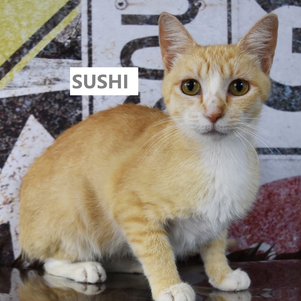 Sushi - Domestic Shorthair