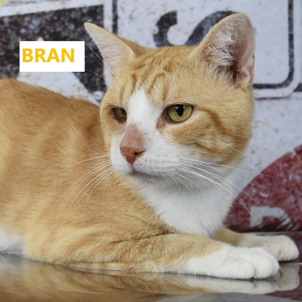 Bran - Domestic Shorthair