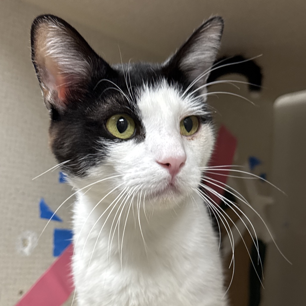 Xavier - Domestic Shorthair