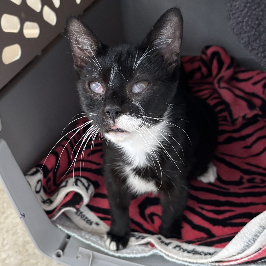 Goop - Domestic Shorthair