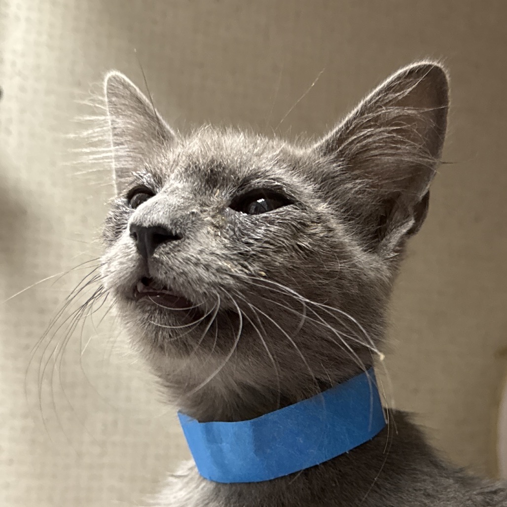 Belu - Domestic Shorthair