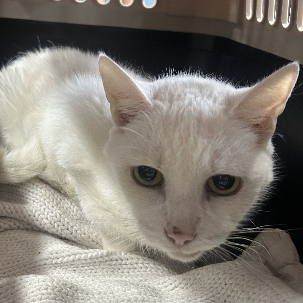 Furia - Domestic Shorthair