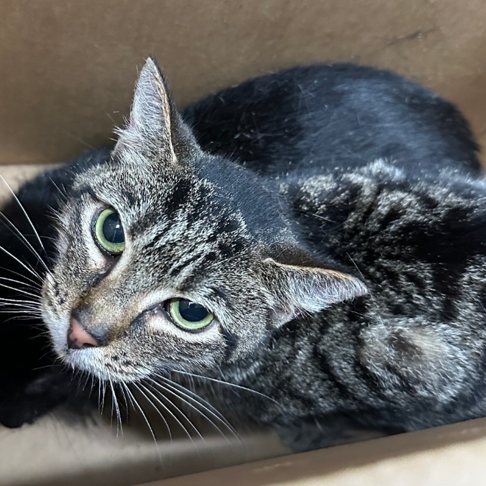 Posey - Domestic Shorthair