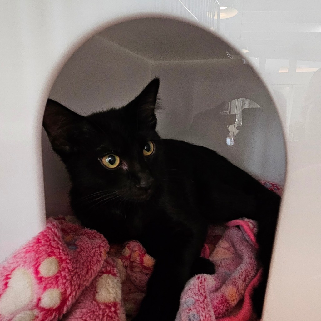 Carl Johnson - Domestic Shorthair