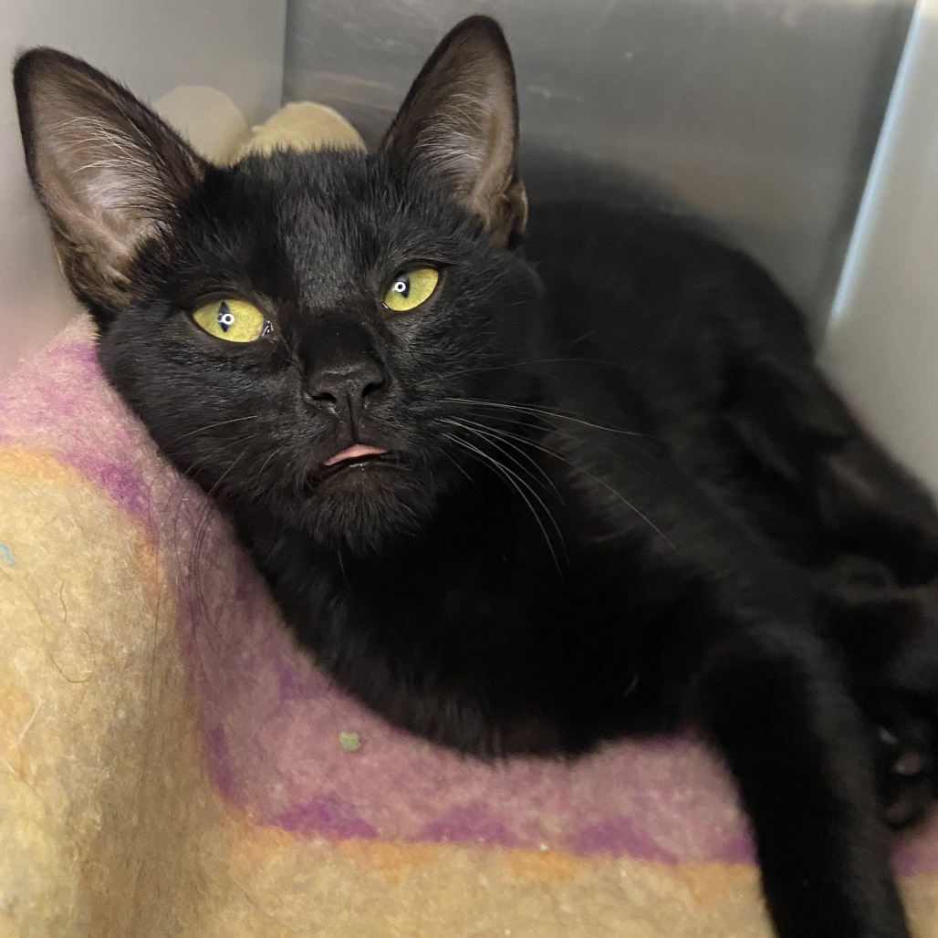 Navi - Domestic Shorthair