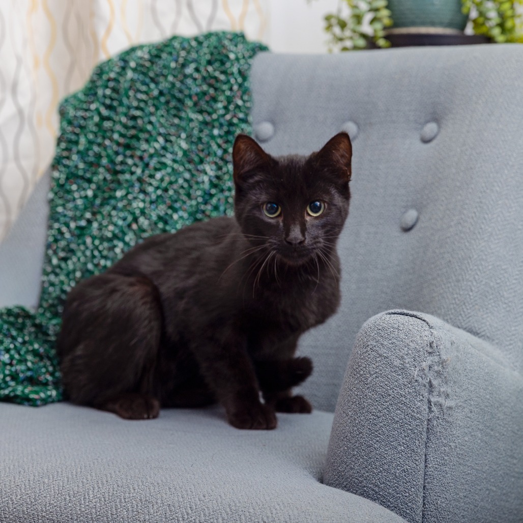 Gordon Freeman - Domestic Shorthair