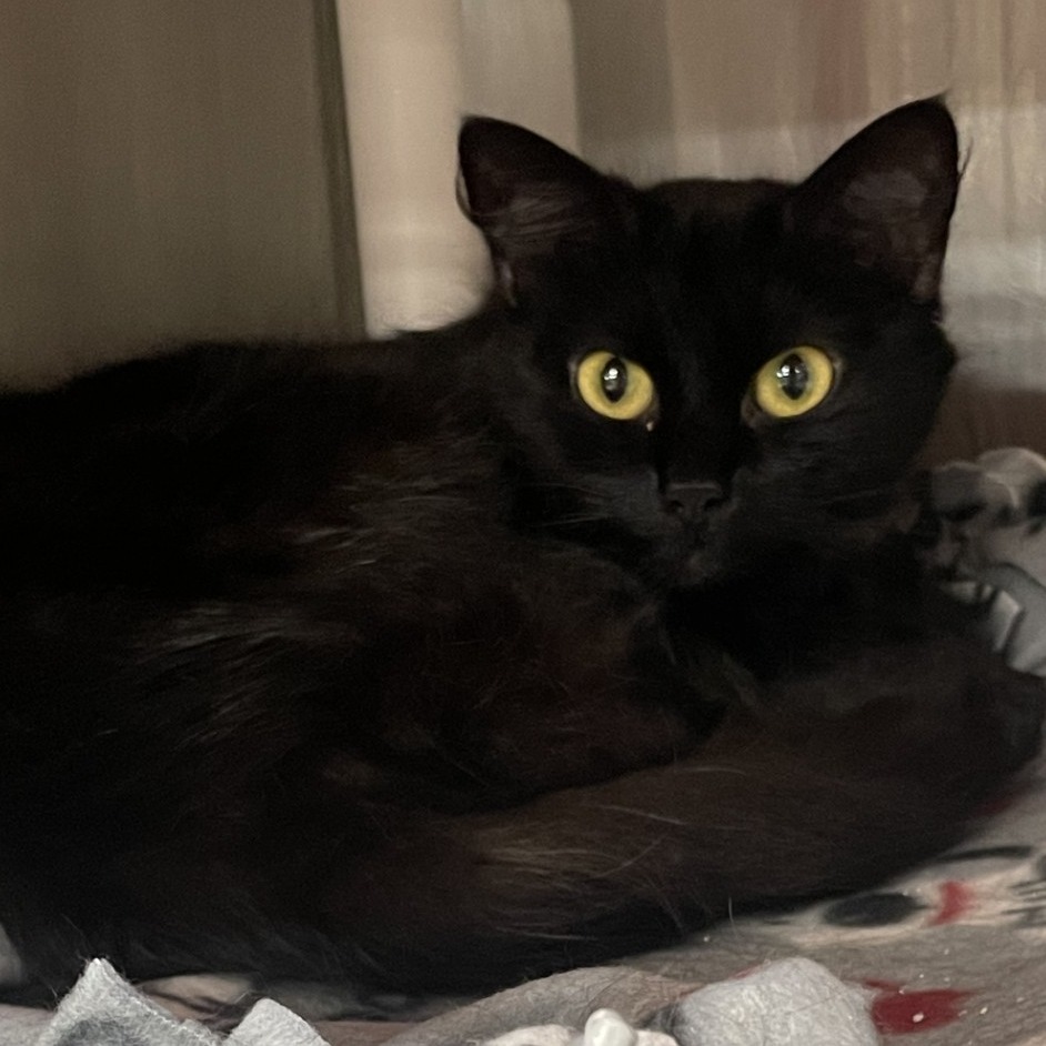 Robin - Domestic Medium Hair