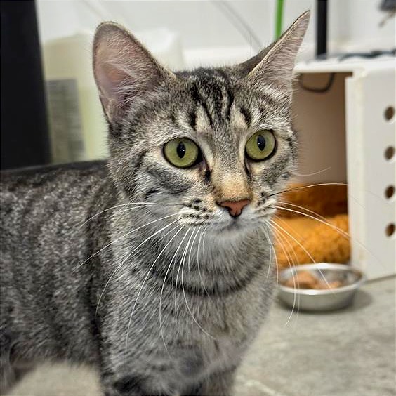 Katie - Domestic Shorthair