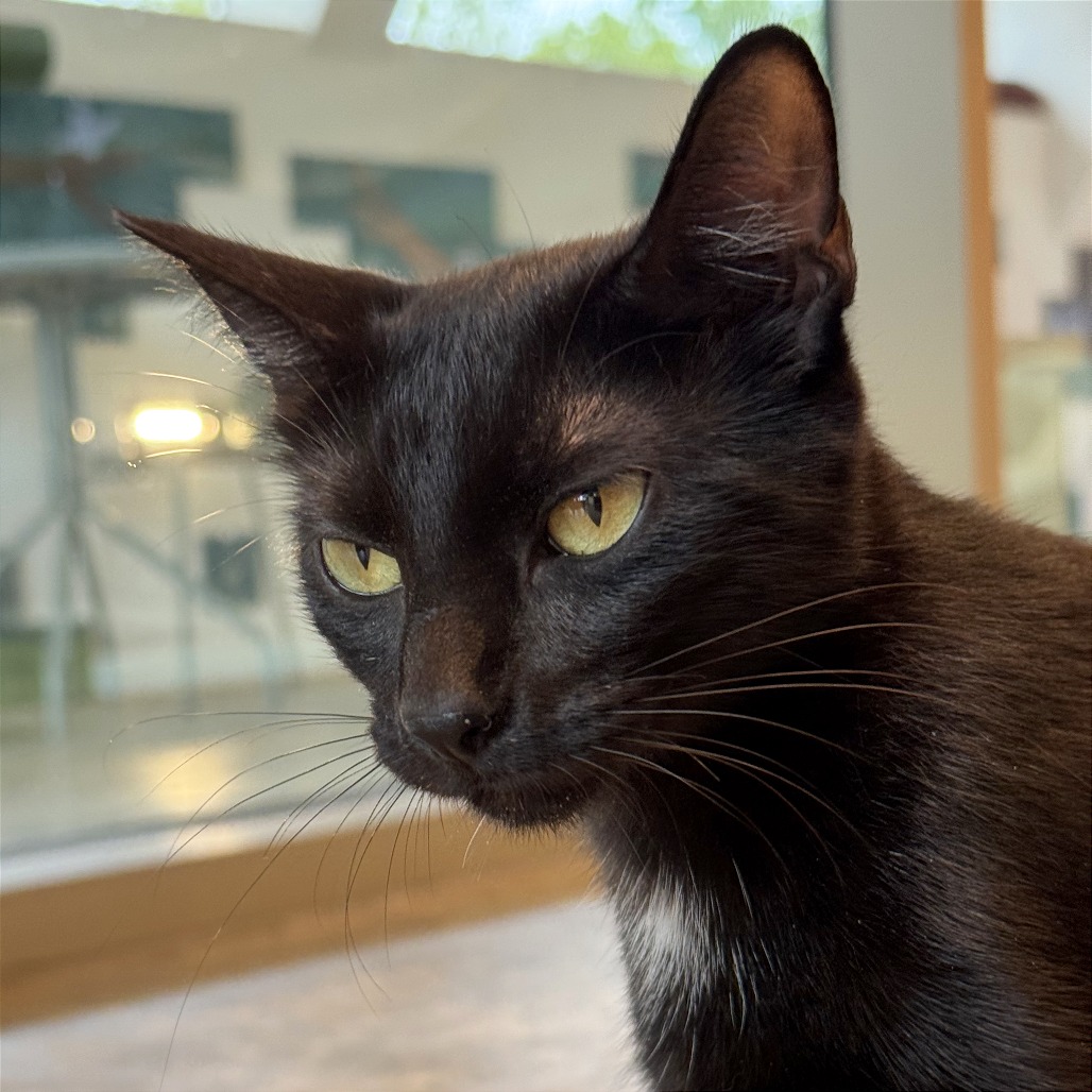 Scarlett - Domestic Shorthair