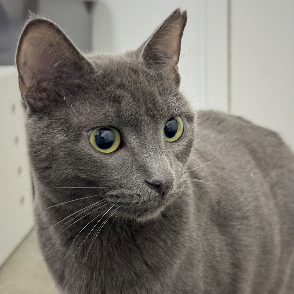 Smoky - Domestic Shorthair