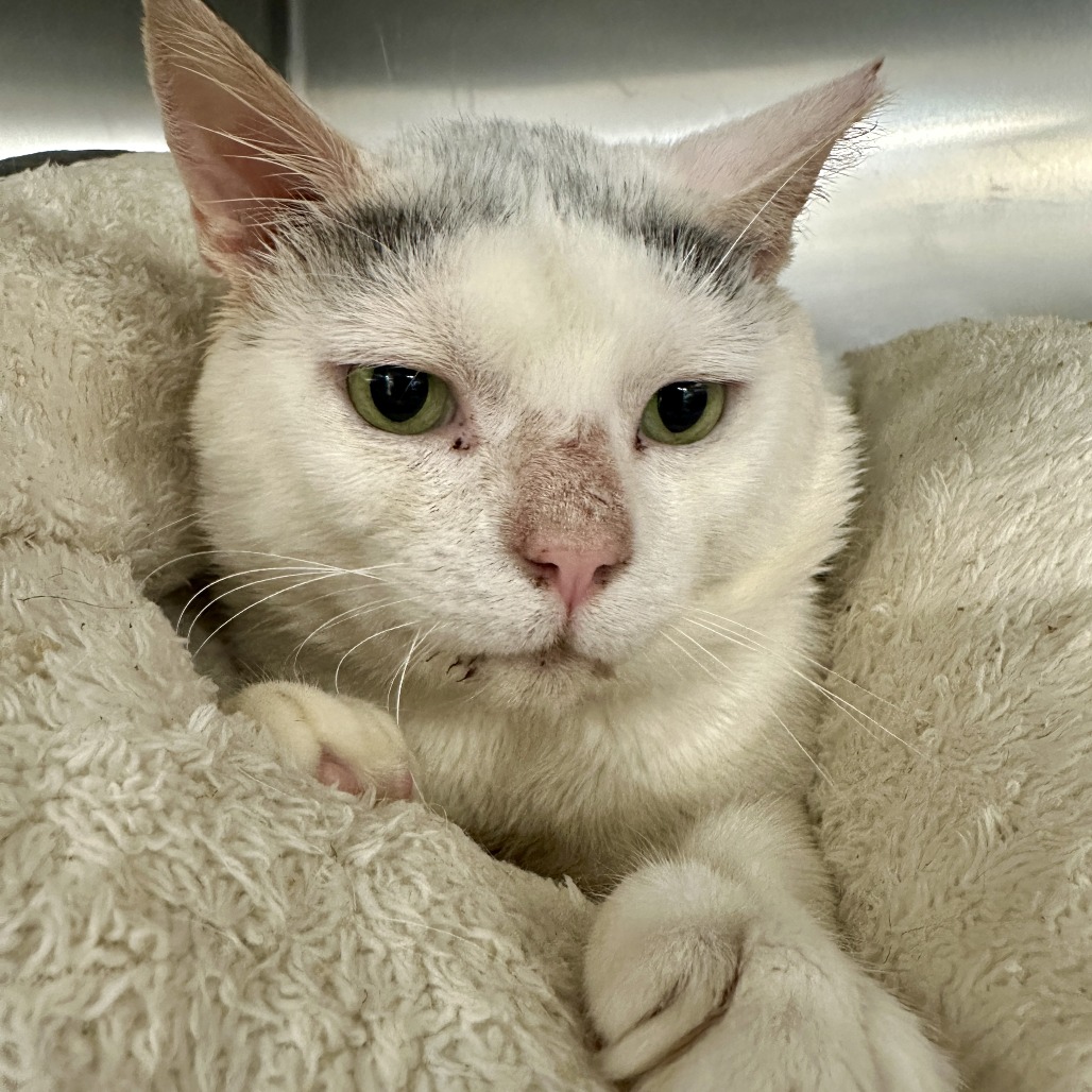 Cat Damon - Domestic Shorthair