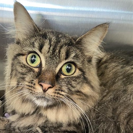 Bayonetta - Domestic Longhair