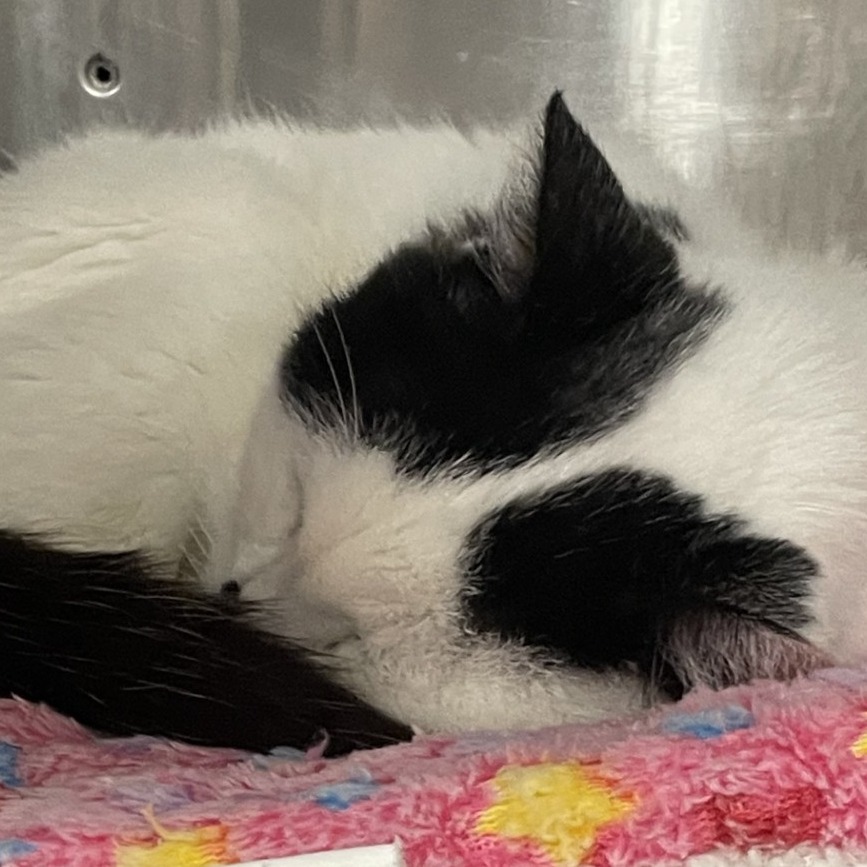 Sweet Sue - Domestic Shorthair