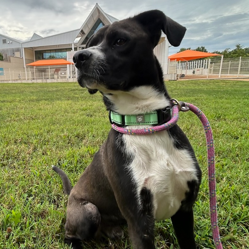 Biscuit - Mixed Breed (Small)