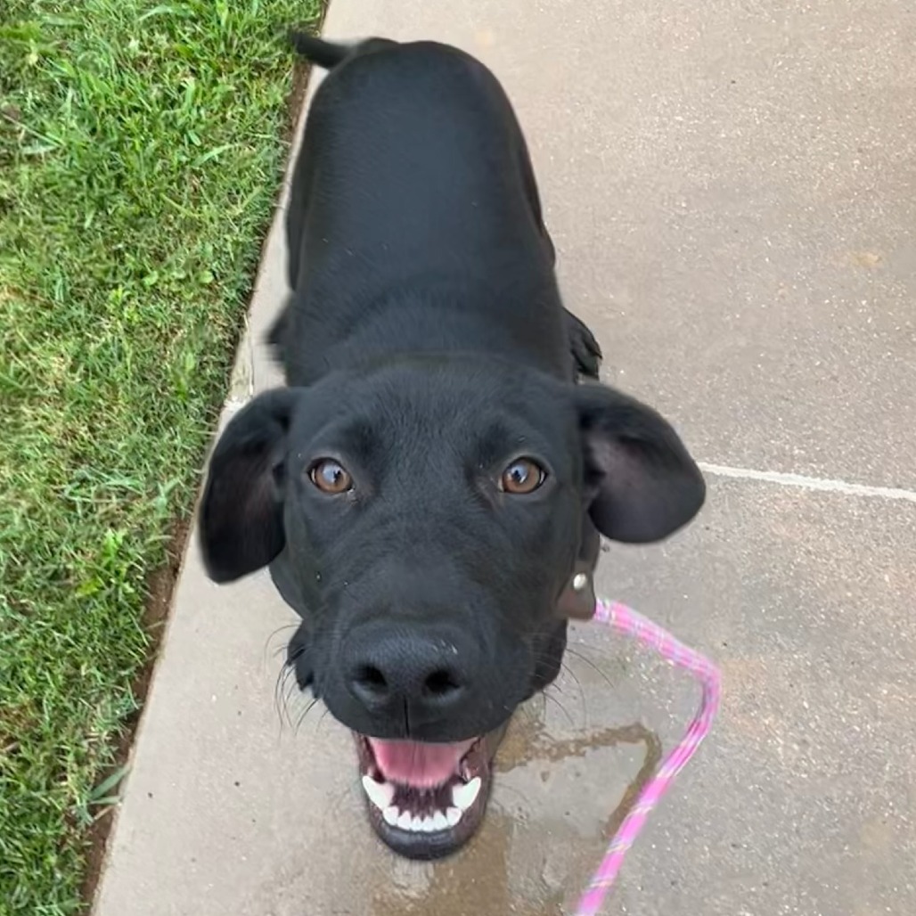 Frankie - Mixed Breed (Medium)