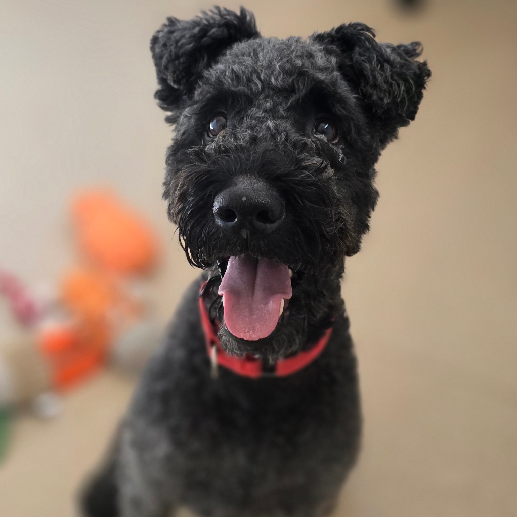 Caesar - Poodle/Mix